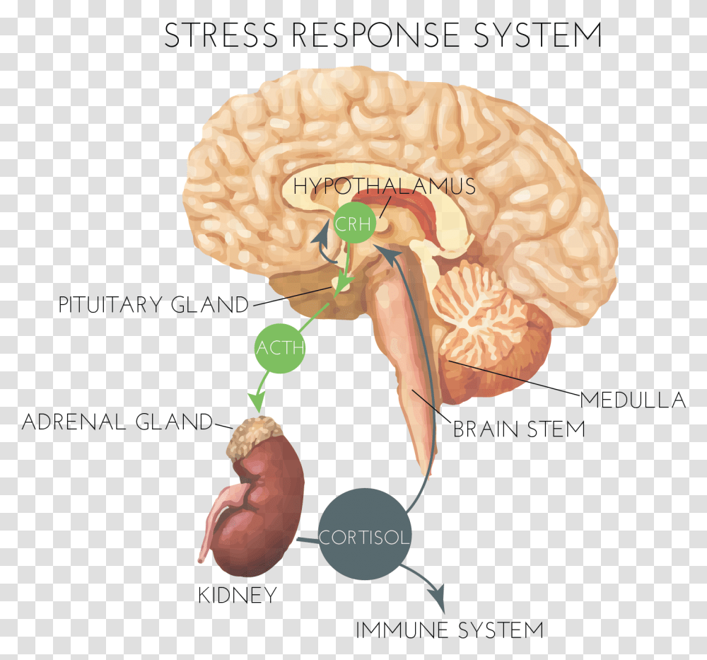 Hormones And Stress Brain Stress Response System, Fungus, Ear, Skin Transparent Png