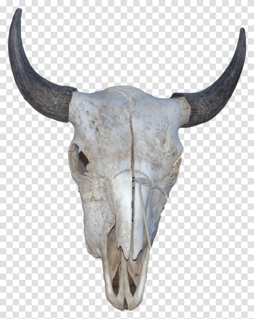 Horn, Bull, Mammal, Animal, Longhorn Transparent Png
