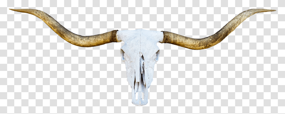 Horn, Longhorn, Cattle, Mammal, Animal Transparent Png