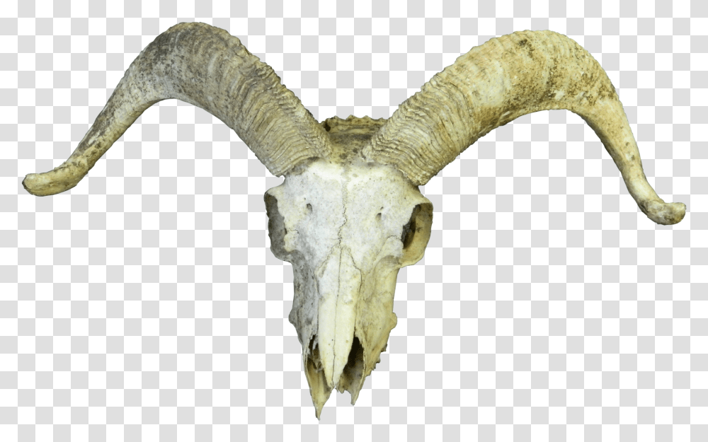 Horn Of Goat Goat Skull, Mountain Goat, Wildlife, Animal, Mammal Transparent Png