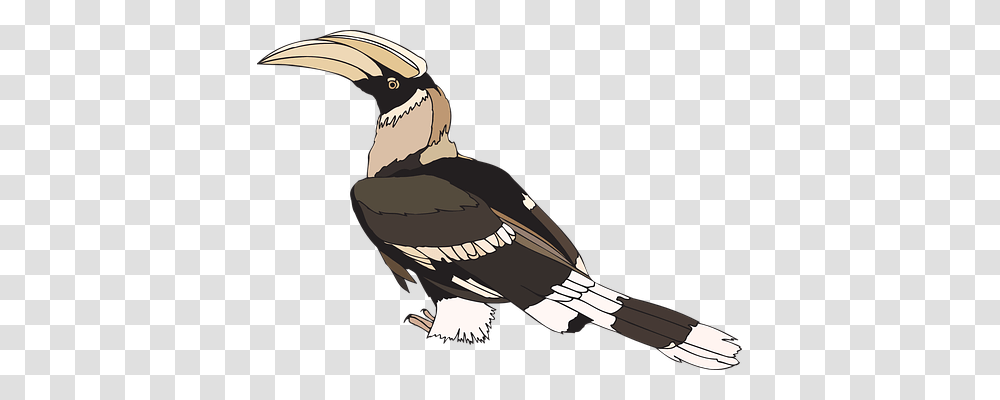 Hornbill Animals, Vulture, Bird, Person Transparent Png