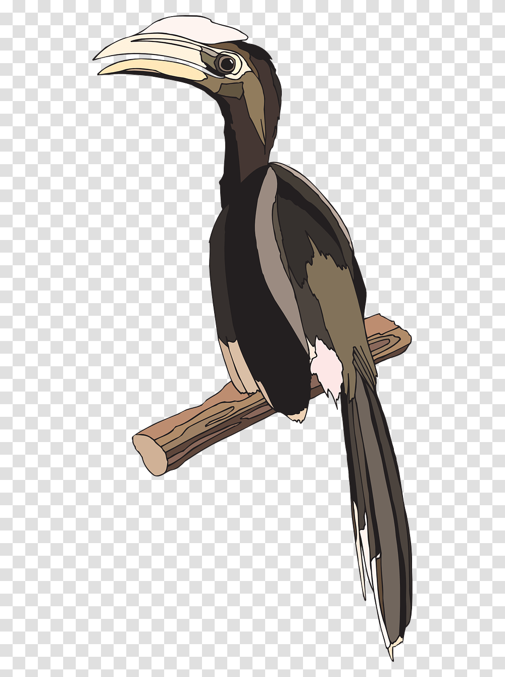 Hornbill, Bird, Animal, Penguin, Hammer Transparent Png