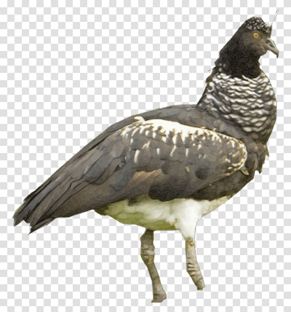 Horned Screamer White Background, Bird, Animal, Beak, Dove Transparent Png