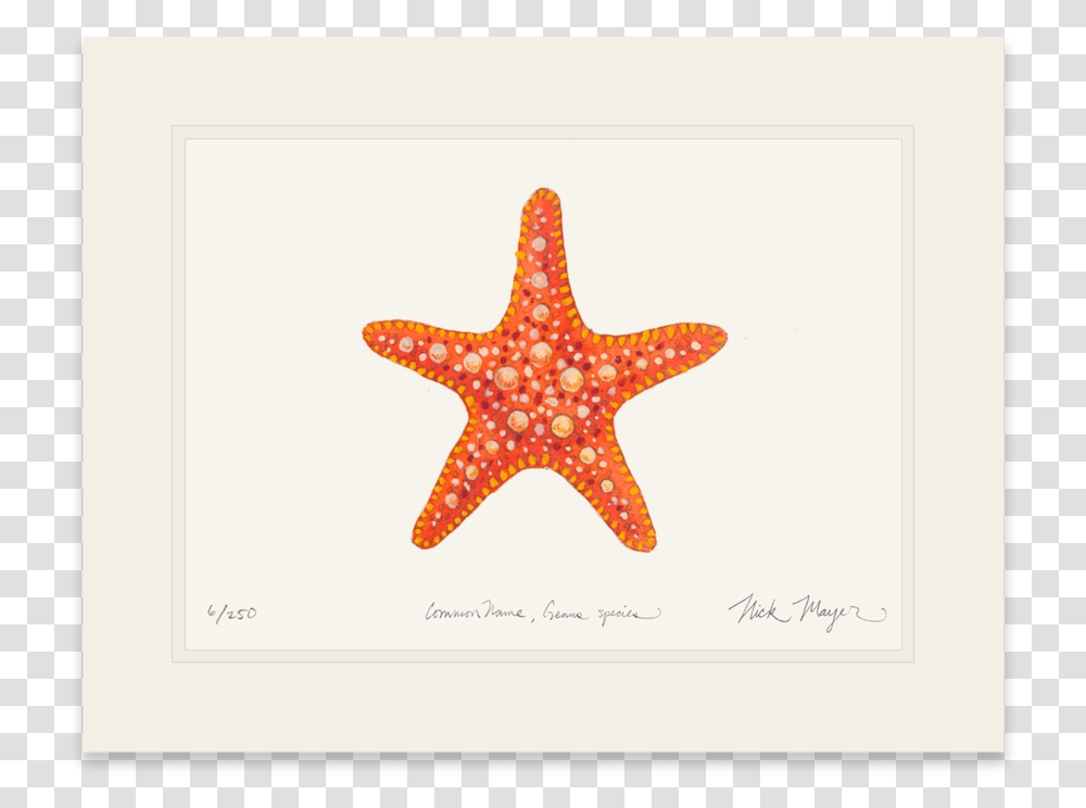 Horned Sea Star Starfish, Sea Life, Animal, Invertebrate Transparent Png