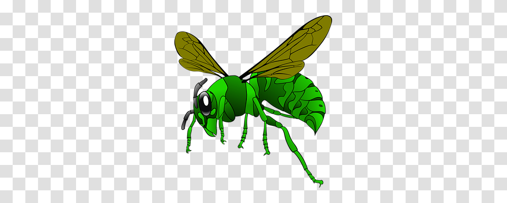 Hornet Animals, Insect, Invertebrate, Grasshopper Transparent Png