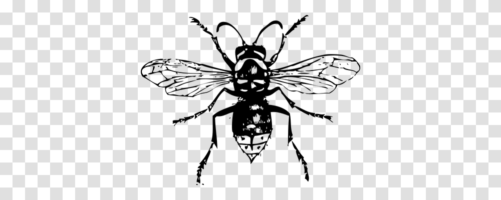 Hornet Animals, Gray, World Of Warcraft Transparent Png