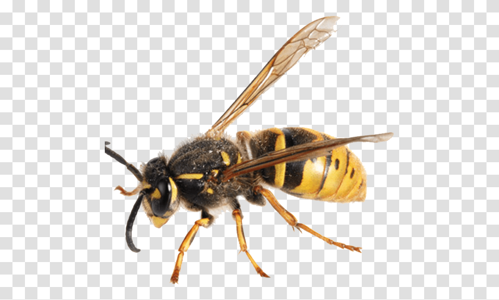 Hornet Background Hornet Background, Wasp, Bee, Insect, Invertebrate Transparent Png