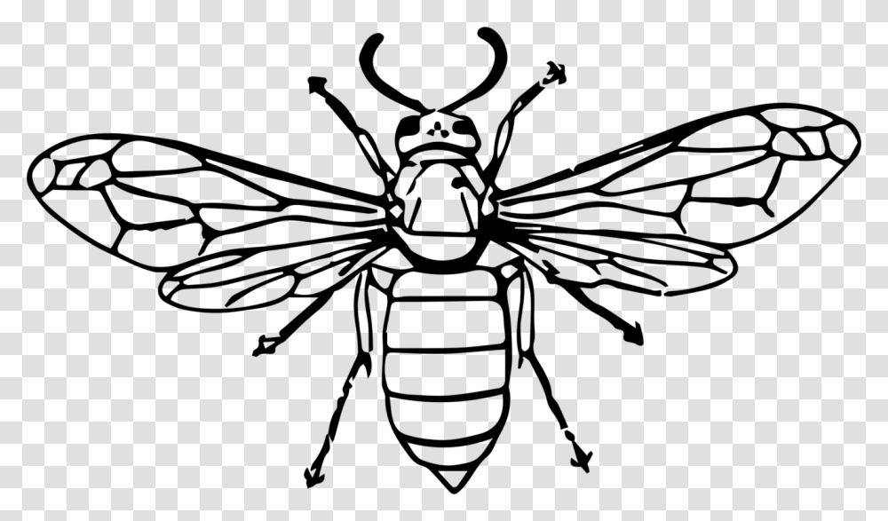 Hornet Bee Insect Wasp Drawing, Gray, World Of Warcraft Transparent Png