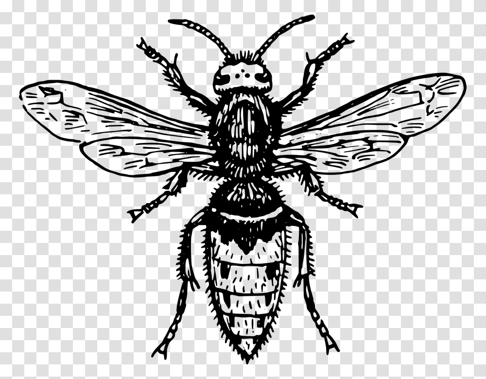 Hornet Bee Wasp Animal Biology Bug Entomology Japanese Giant Hornet Tattoo, Gray, World Of Warcraft Transparent Png
