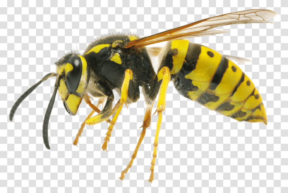 Hornet Clipart Difference Between Wasp And Queen Bee, Insect, Invertebrate, Animal, Andrena Transparent Png