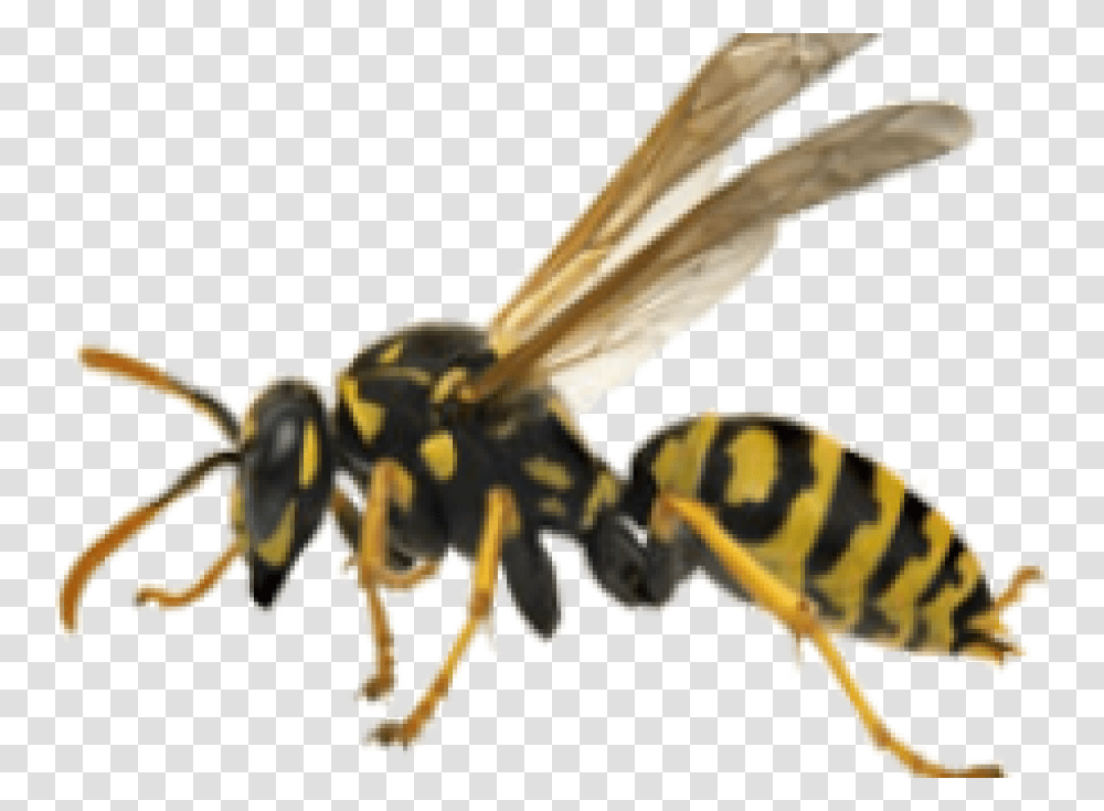 Hornet Free Background Yellow Jacket Wasp, Bee, Insect, Invertebrate, Animal Transparent Png
