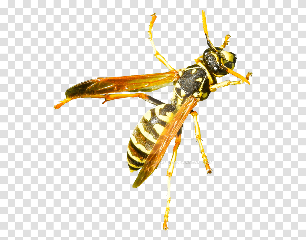 Hornet Free Image Download Hornet, Wasp, Bee, Insect, Invertebrate Transparent Png
