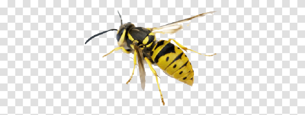 Hornet Pic North American Yellow Jacket, Wasp, Bee, Insect, Invertebrate Transparent Png