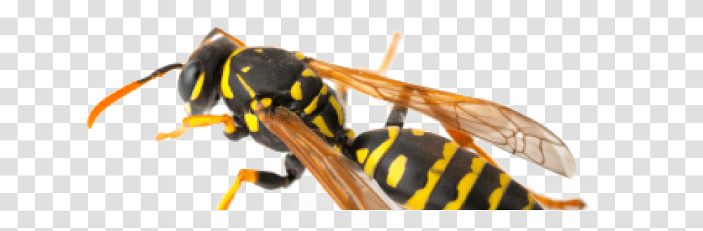 Hornet, Wasp, Bee, Insect, Invertebrate Transparent Png