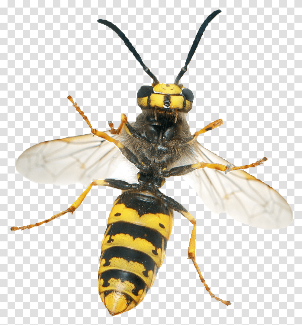 Hornet Wasp Image Wasp, Bee, Insect, Invertebrate, Animal Transparent Png