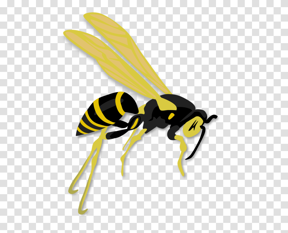Hornet Western Honey Bee Wasp Insect, Invertebrate, Animal, Andrena Transparent Png