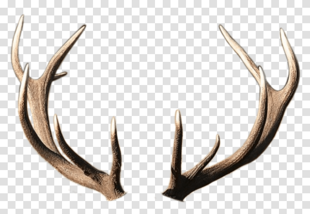 Horns Horn Deer Roga Rog Olen Oleni Deer, Antler, Hook, Snake, Reptile Transparent Png
