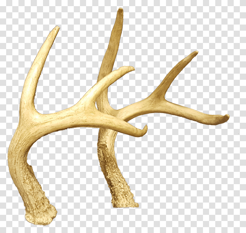 Hornsdeer Antler Reindeer, Antelope, Wildlife, Mammal, Animal Transparent Png