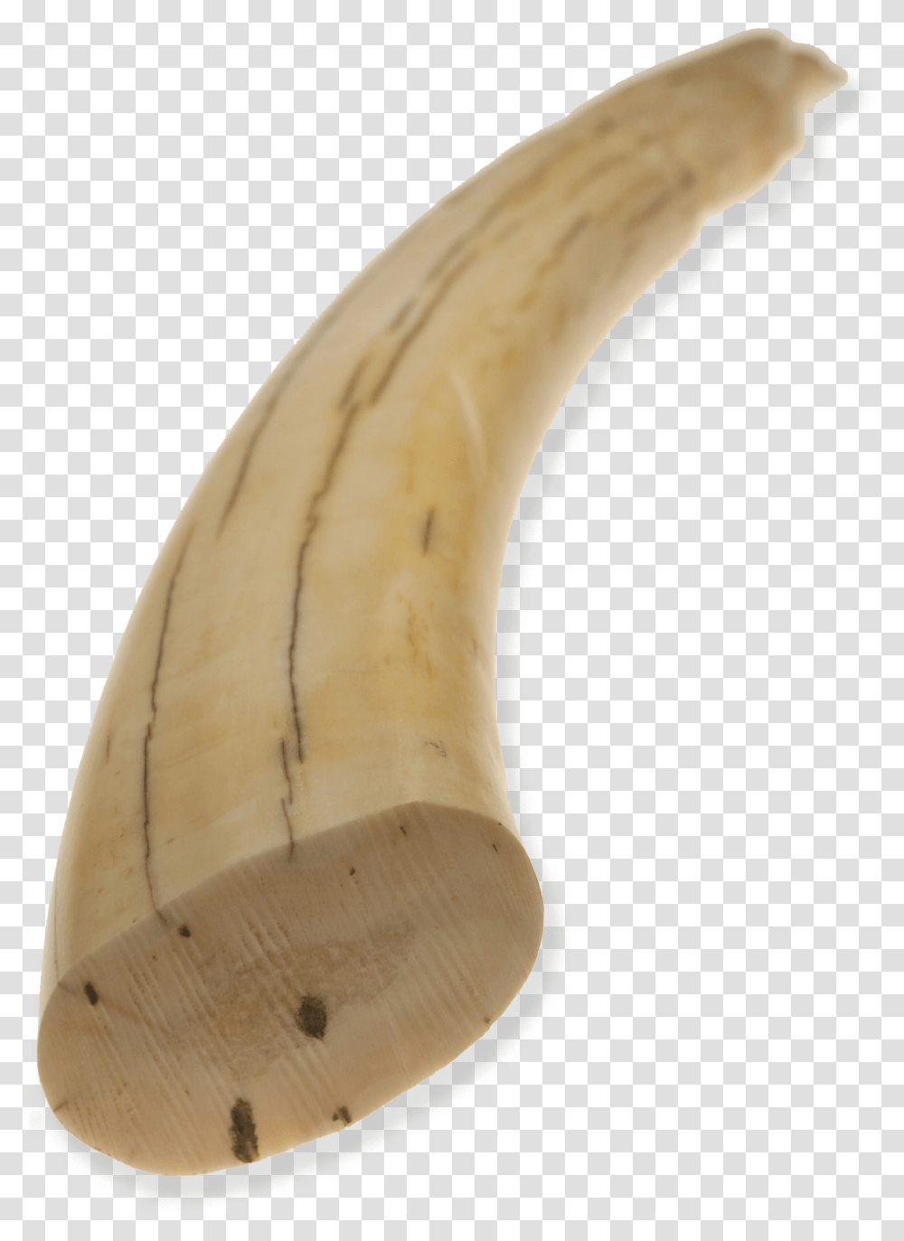 Hornwoodivory Walrus Tusk, Banana, Fruit, Plant, Food Transparent Png