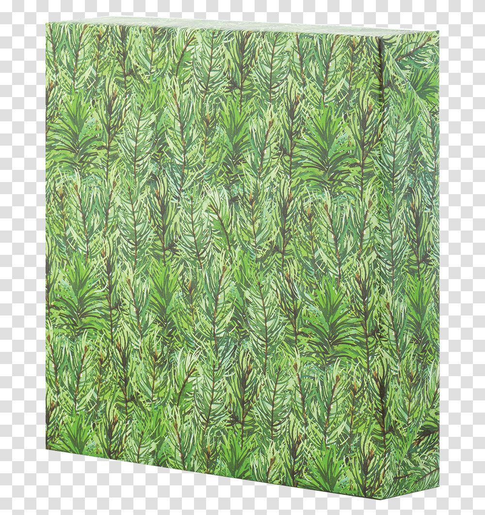 Hornwort, Plant, Tree, Grass, Rock Transparent Png