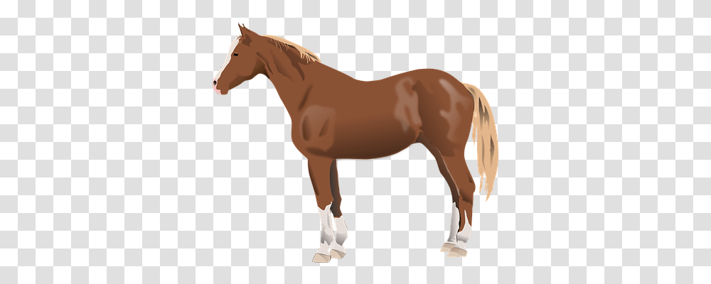 Horse Animals, Colt Horse, Mammal, Person Transparent Png