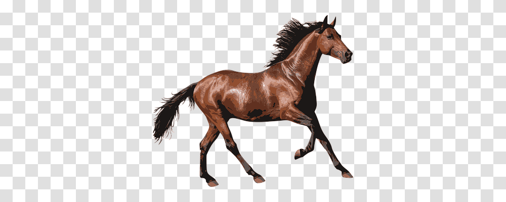 Horse Animals, Mammal, Colt Horse, Stallion Transparent Png