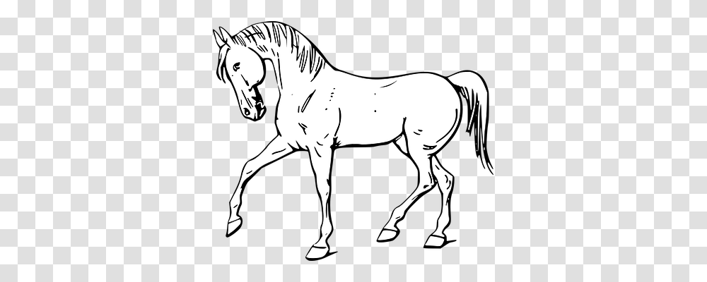 Horse Animals, Mammal, Colt Horse, Person Transparent Png