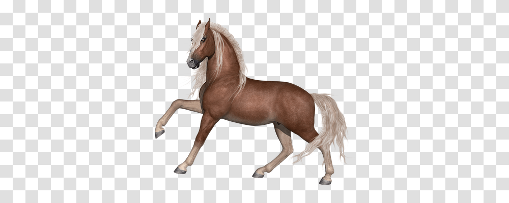 Horse Animals, Mammal, Stallion, Andalusian Horse Transparent Png