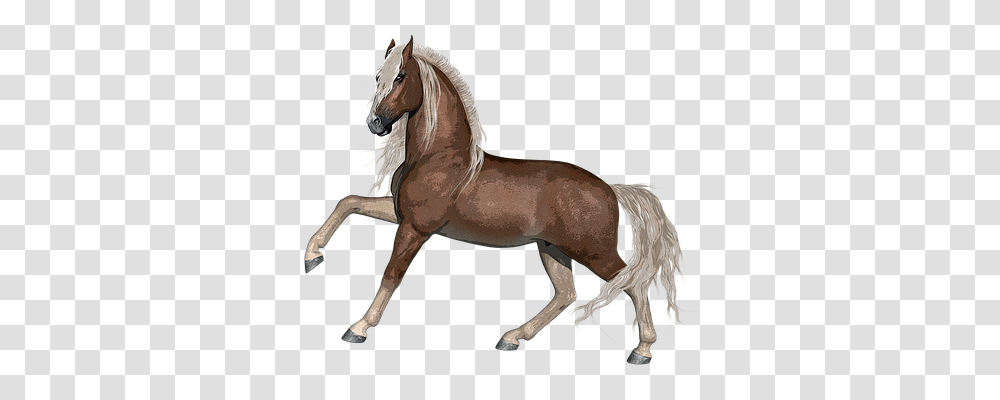 Horse Nature, Mammal, Animal, Andalusian Horse Transparent Png