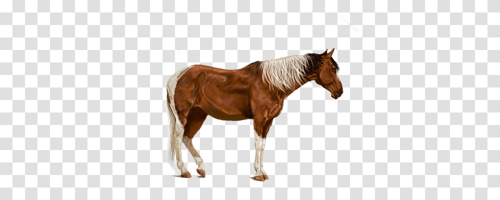 Horse Animals, Mammal, Colt Horse, Stallion Transparent Png – Pngset.com