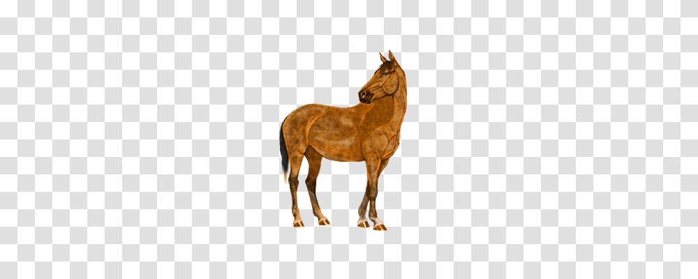 Horse Animals, Mammal, Colt Horse, Foal Transparent Png