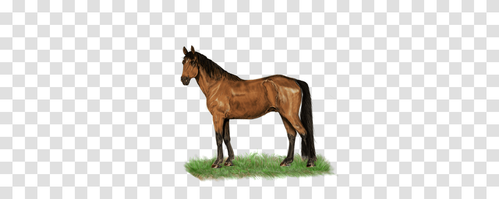 Horse Animals, Mammal, Colt Horse, Foal Transparent Png