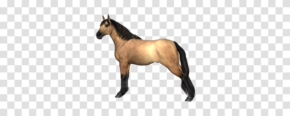 Horse Animals, Mammal, Colt Horse, Stallion Transparent Png