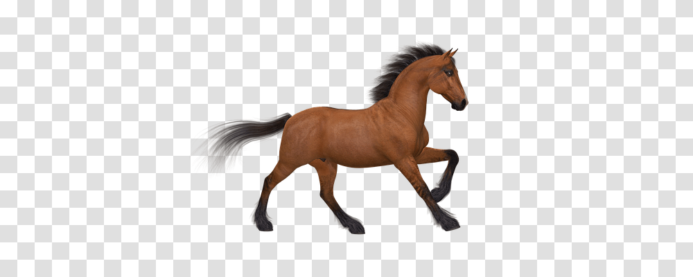 Horse Animals, Mammal, Colt Horse, Foal Transparent Png