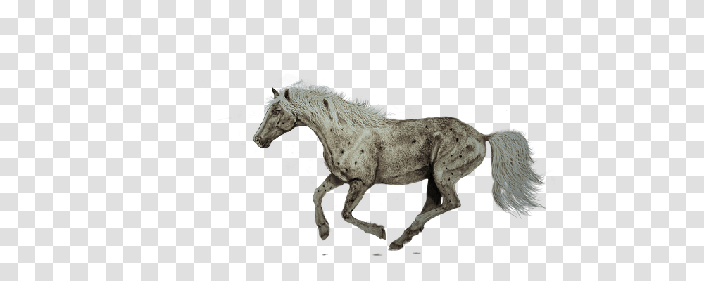 Horse Animals, Mammal, Foal, Colt Horse Transparent Png