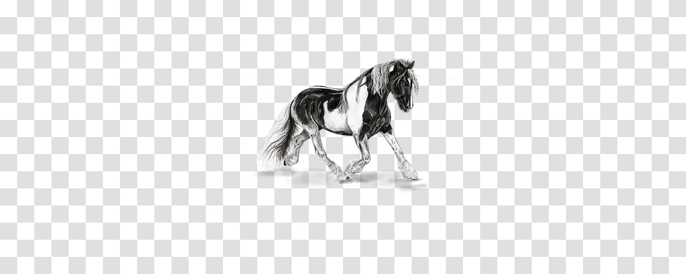 Horse Animals, Mammal, Andalusian Horse, Stallion Transparent Png