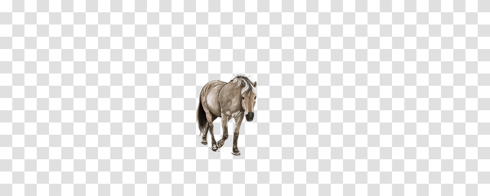 Horse Animals, Mammal, Andalusian Horse, Stallion Transparent Png