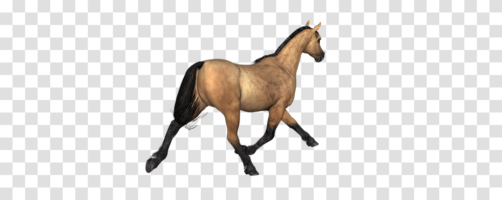 Horse Animals, Mammal, Colt Horse, Stallion Transparent Png