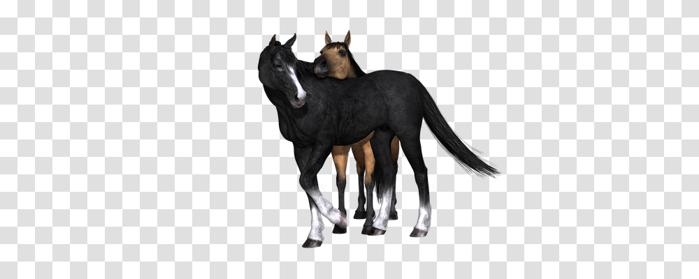Horse Animals, Foal, Mammal, Antelope Transparent Png