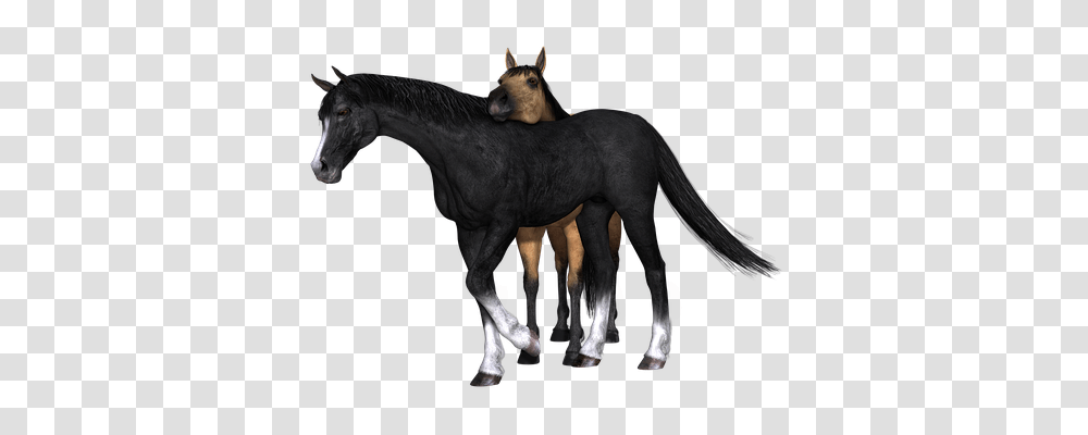 Horse Animals, Mammal, Antelope, Wildlife Transparent Png