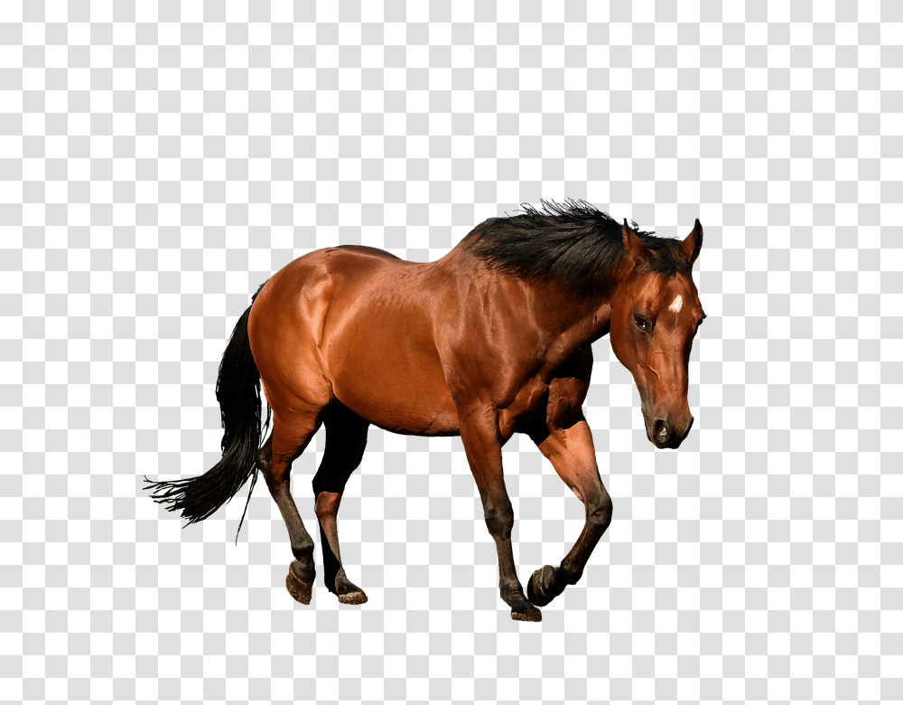 Horse 960, Animals, Mammal, Colt Horse, Stallion Transparent Png