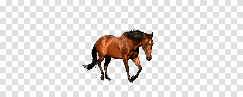 Horse Animals, Mammal, Stallion, Colt Horse Transparent Png