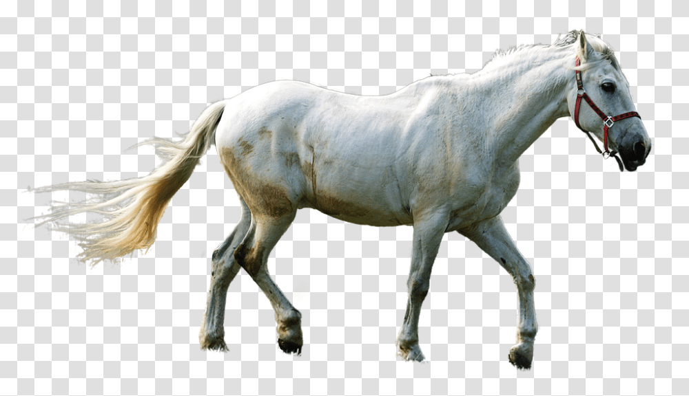 Horse 960, Animals, Mammal, Colt Horse, Foal Transparent Png