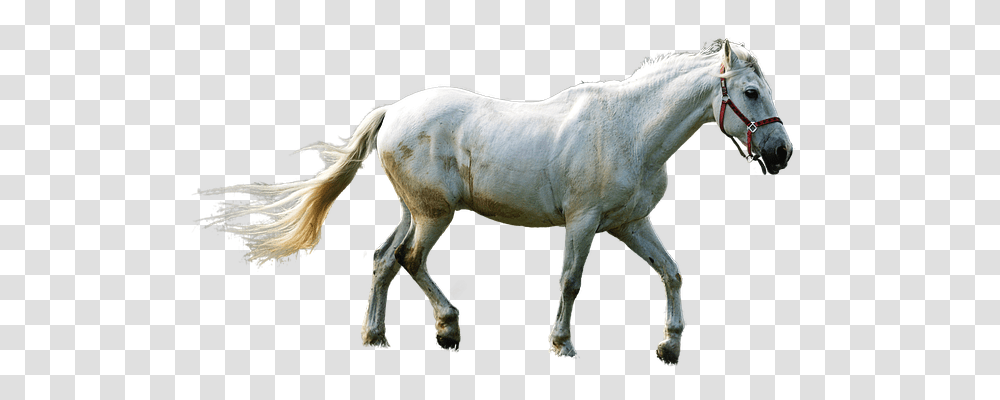 Horse Animals, Mammal, Colt Horse, Stallion Transparent Png