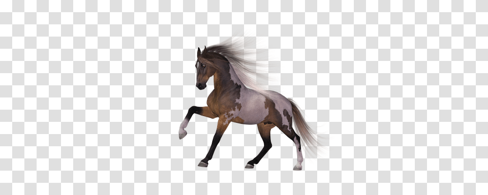 Horse Animals, Mammal, Stallion, Andalusian Horse Transparent Png