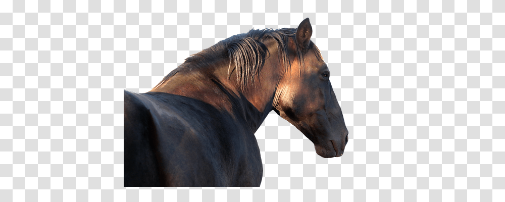 Horse Animals, Mammal, Colt Horse, Stallion Transparent Png