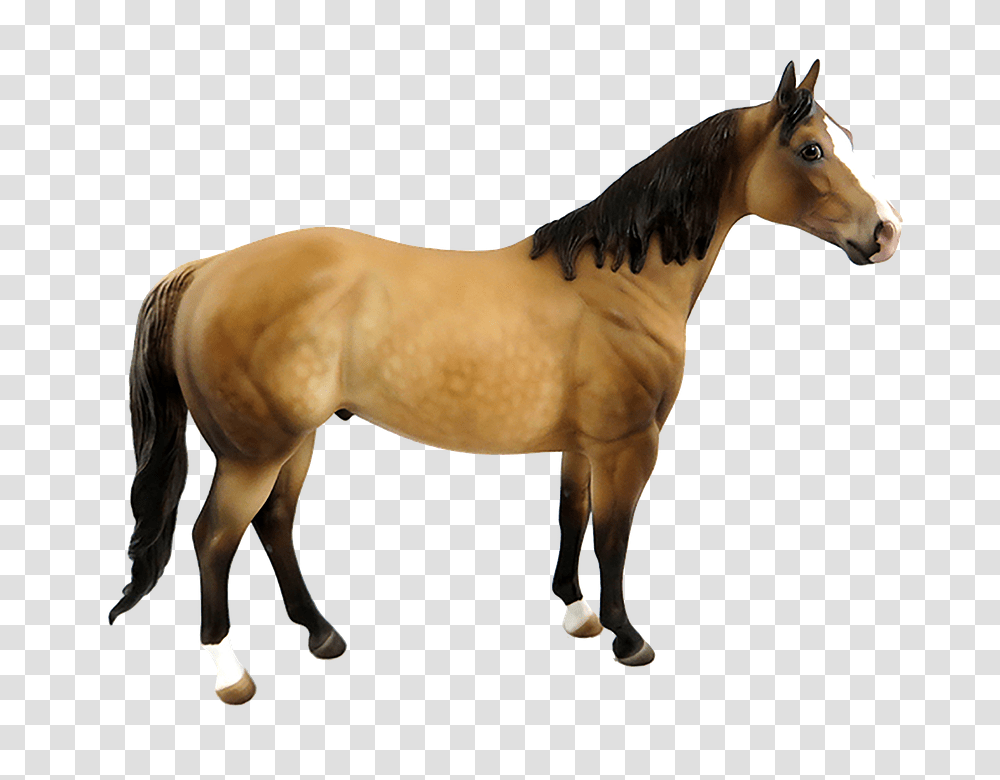 Horse 960, Animals, Mammal, Colt Horse, Stallion Transparent Png