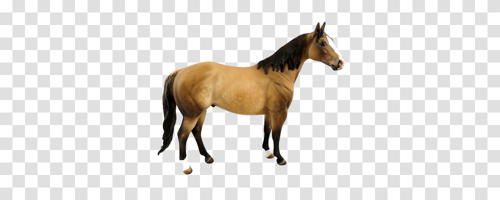 Horse Animals, Mammal, Colt Horse, Stallion Transparent Png