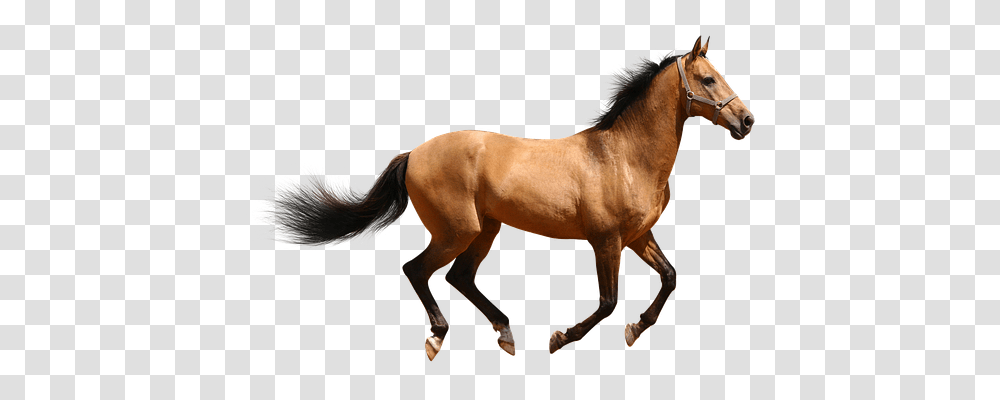 Horse Animals, Mammal, Stallion, Colt Horse Transparent Png