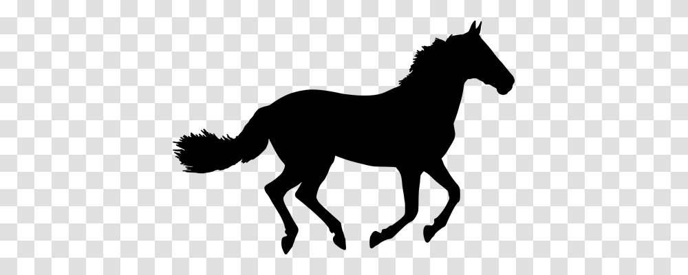 Horse Animals, Gray, World Of Warcraft Transparent Png